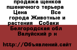 продажа щенков пшеничного терьера › Цена ­ 35 000 - Все города Животные и растения » Собаки   . Белгородская обл.,Валуйский р-н